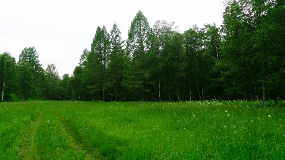 Lush Green Meadow Surrounded by Trees wallpaper