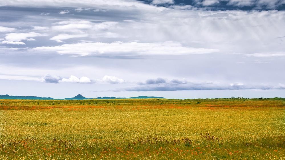 Wallpaper from nature category