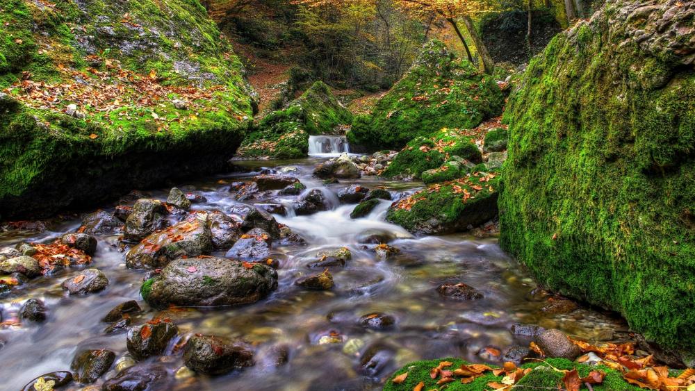 Serenity of a Mossy Streamside wallpaper