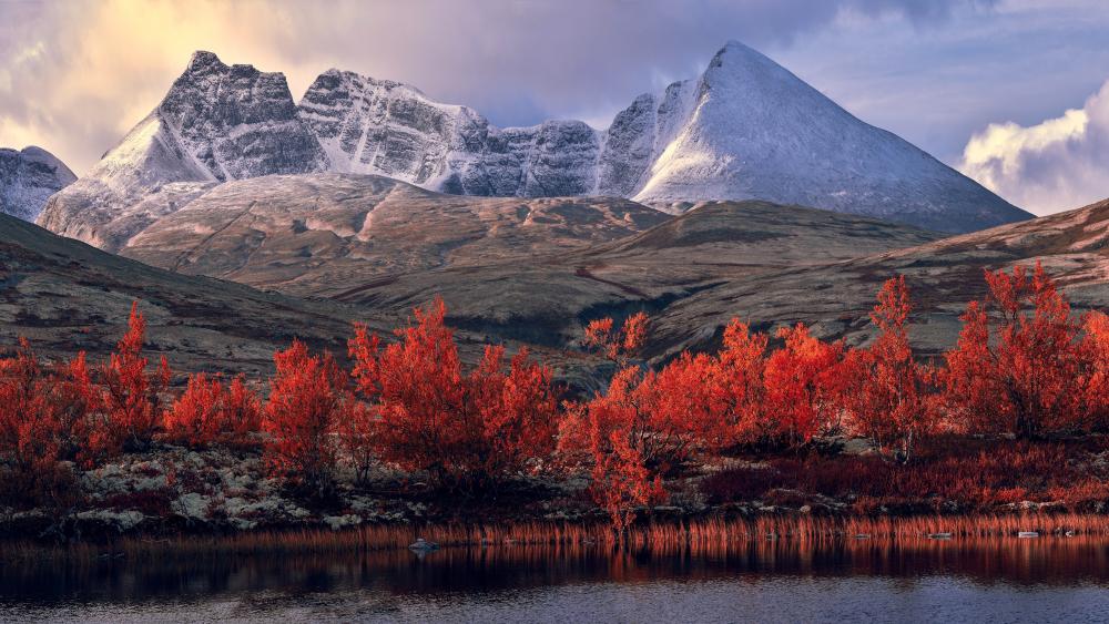 Wallpaper from nature category