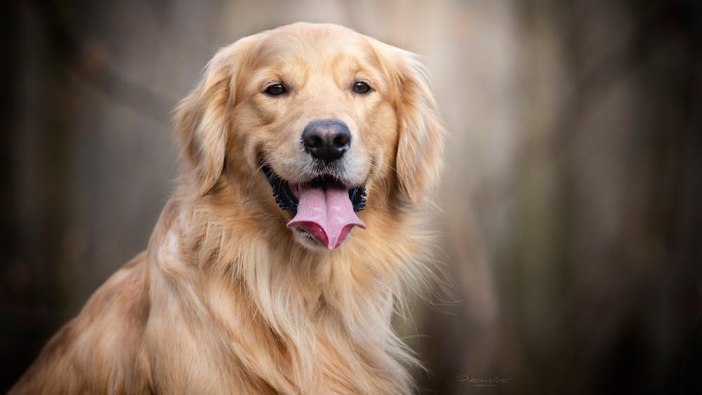 Wallpaper from animals category