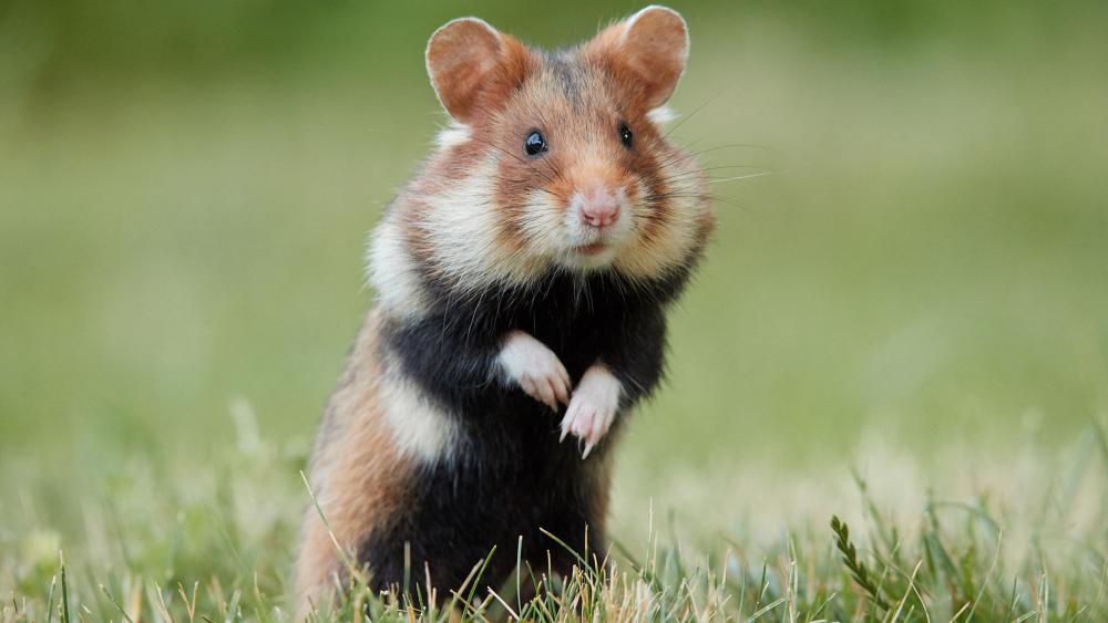 Adorable Hamster in Lush Green Grass wallpaper