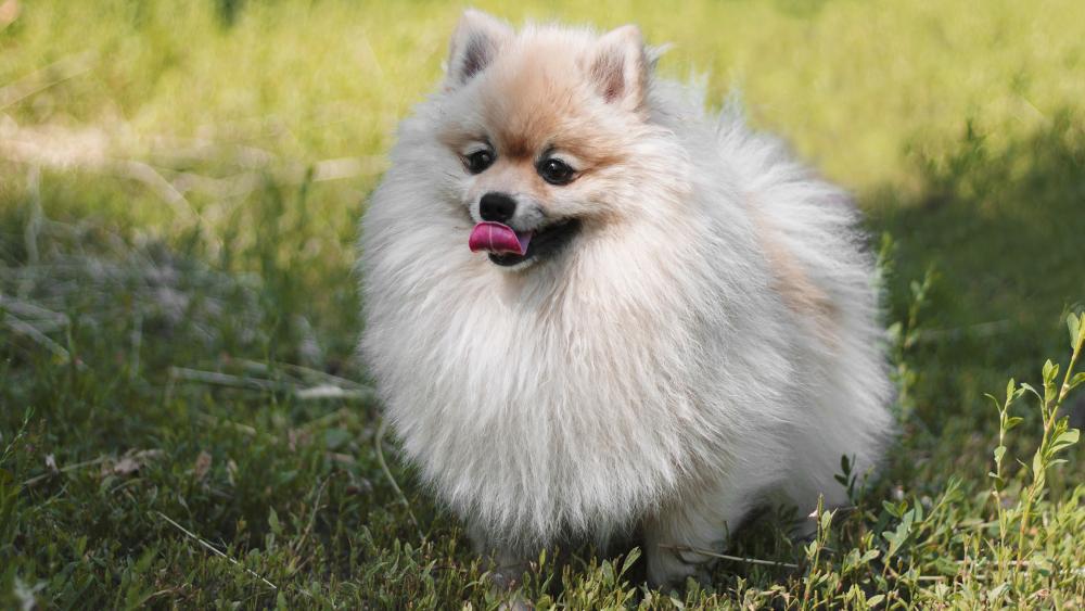 Playful Pomeranian in Lush Greenery wallpaper