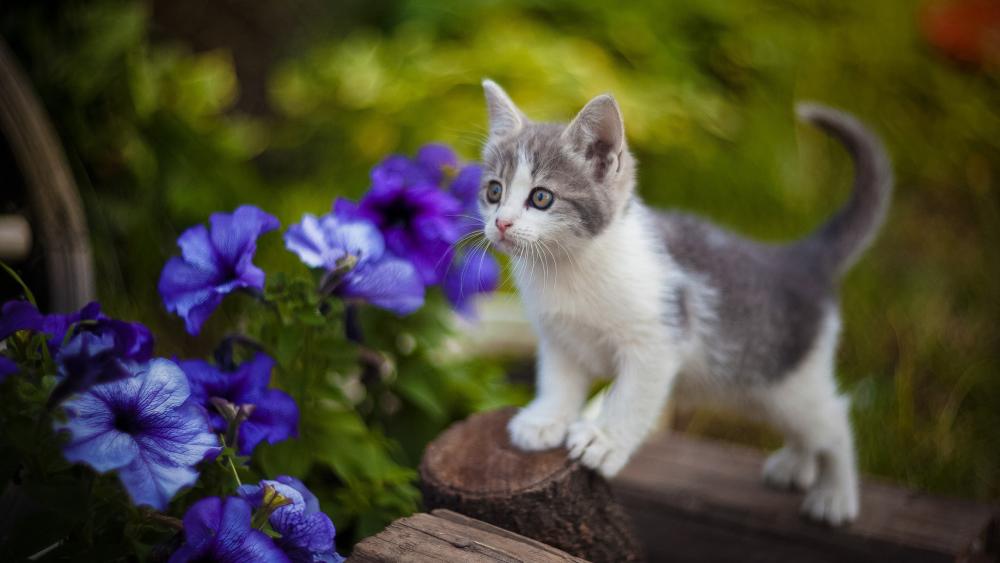 Wallpaper from animals category