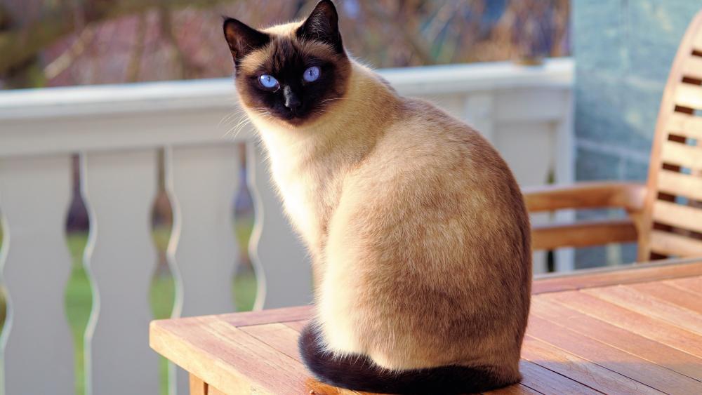 Siamese cat wallpaper