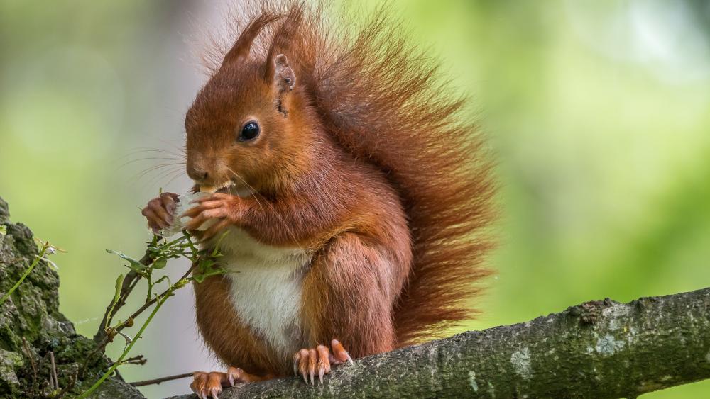 Majestic Squirrel in Nature's Embrace wallpaper