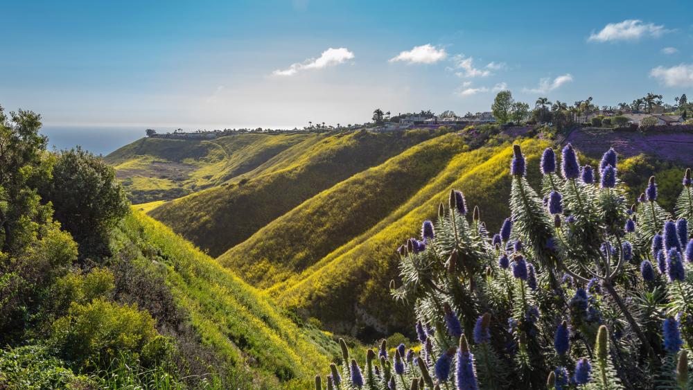 Vibrant Hillside in Blooming Colors wallpaper