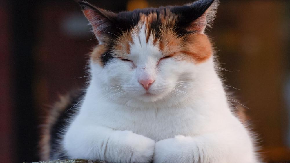 Charming Calico Cat in Peaceful Slumber wallpaper