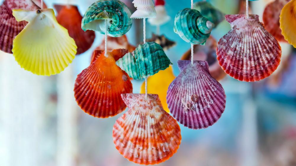 Colorful Shells Displaying Vibrant Patterns and Textures on a Sunny Day wallpaper