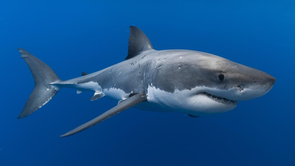 Majestic Shark Swimming in Blue Waters wallpaper