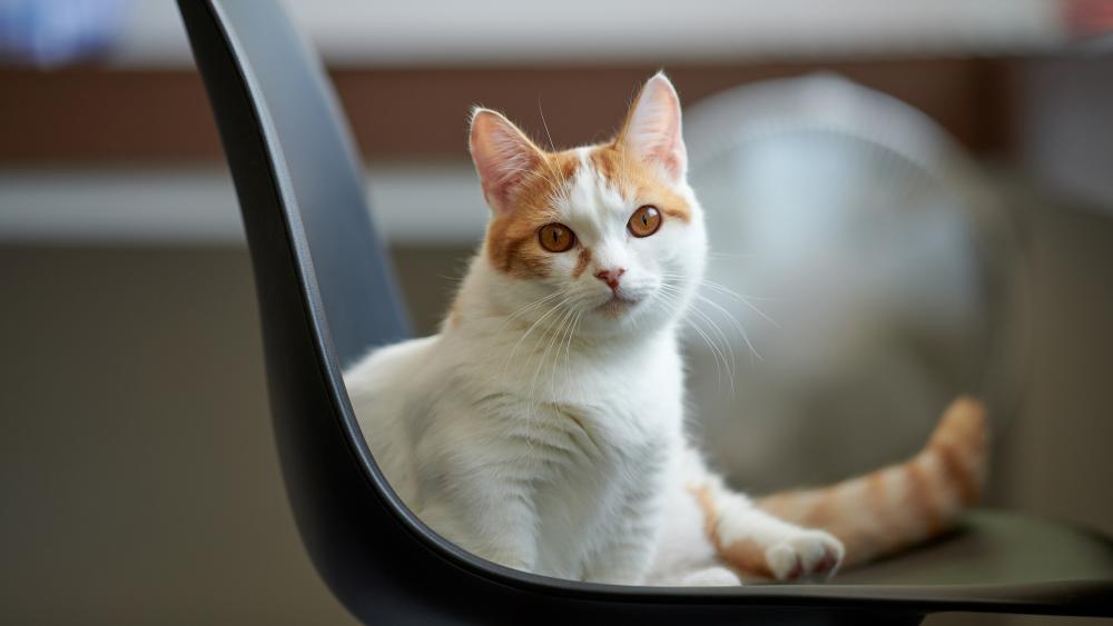Charming Cat Relaxing on a Chair wallpaper