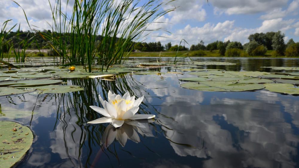 Serene Water Lily Reflection in Nature wallpaper