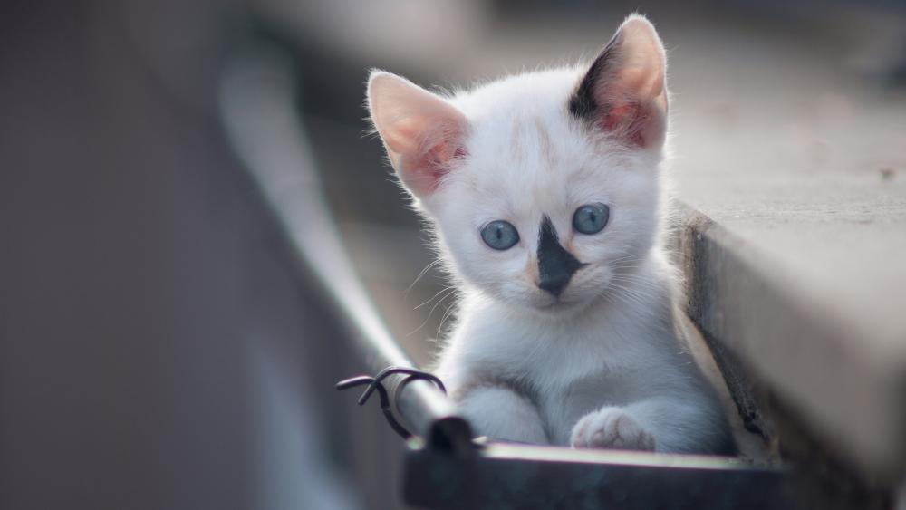 Charming Kitten Peeking from a Window wallpaper