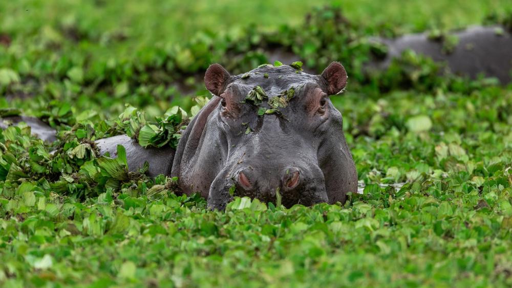 Majestic Hippo in Lush Greenery wallpaper
