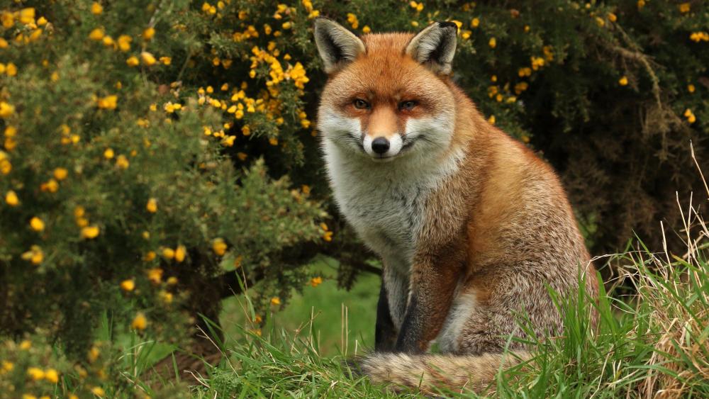 Fox Among Yellow Flowers in Nature Scene wallpaper