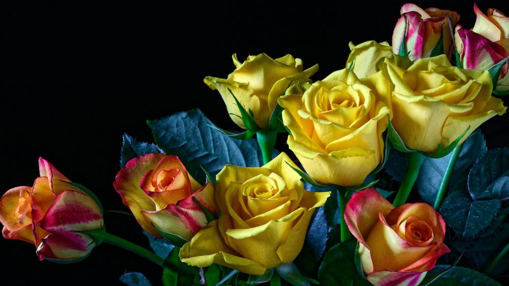 Yellow roses wallpaper