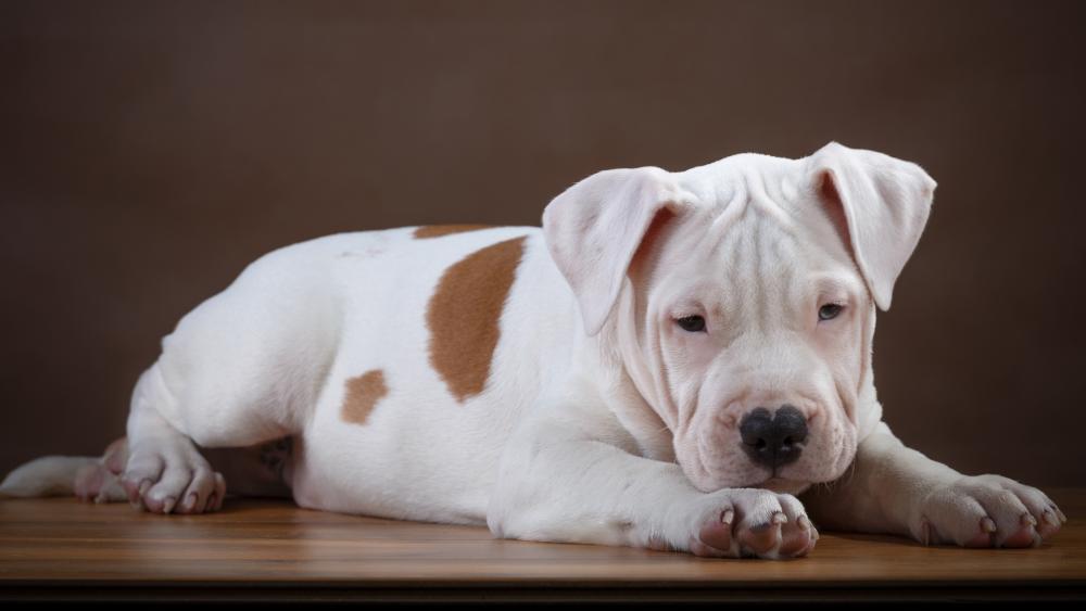 Adorable Puppy Resting on Wooden Surface wallpaper