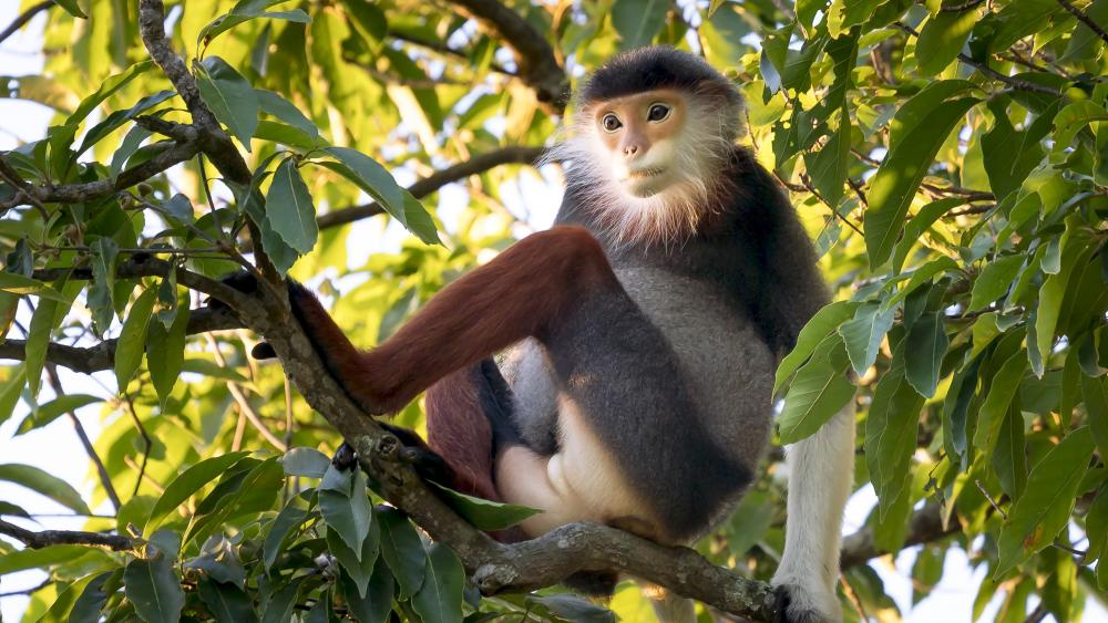 Majestic Primate in Nature's Embrace wallpaper