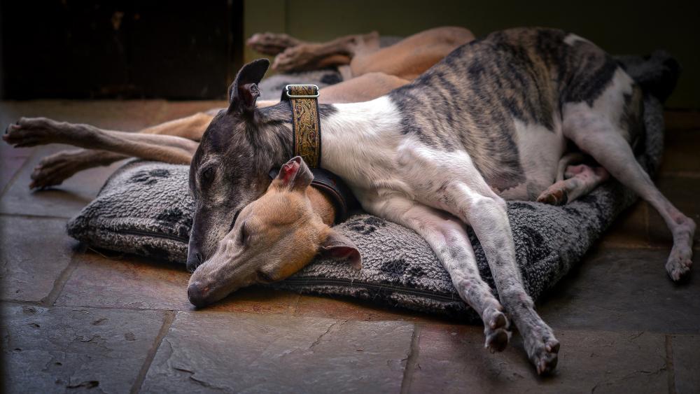 Cozy Greyhounds Snuggling Together in Peaceful Harmony wallpaper