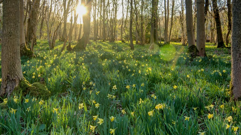 Sunlit Meadow Filled with Daffodils in a Wooden Grove wallpaper
