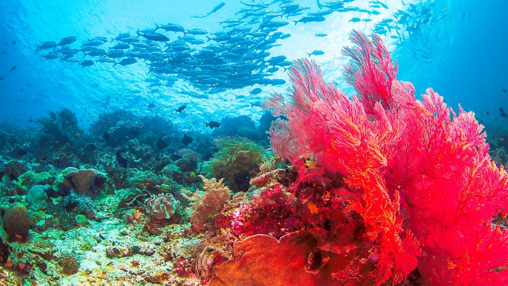 Vibrant Coral Garden Beneath Waves wallpaper