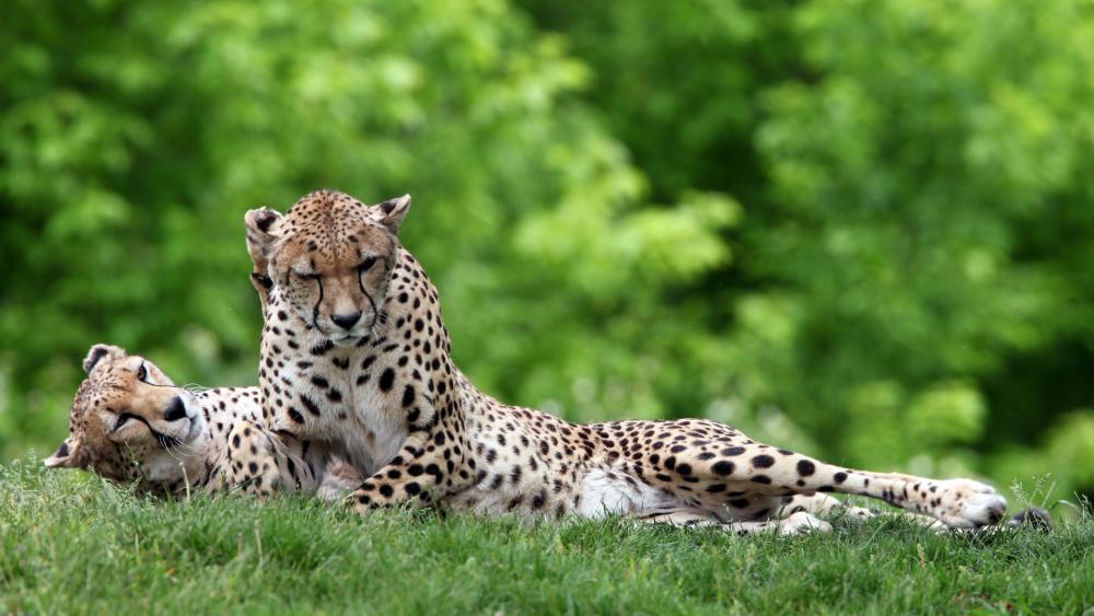Wallpaper from animals category