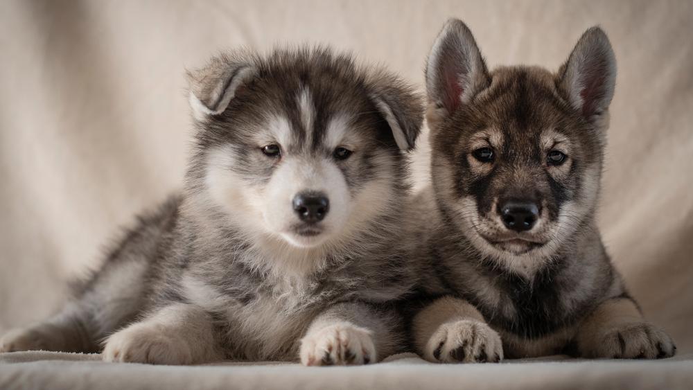 Adorable Huskies Captured in 4K Resolution wallpaper
