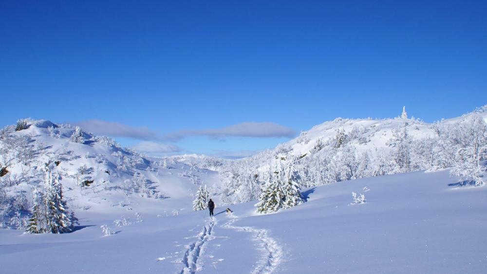 Winter Wonderland Escape in Snowy Landscape wallpaper