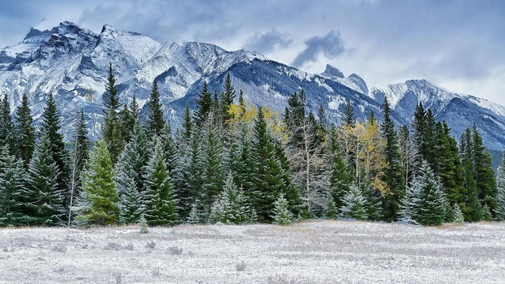 Wallpaper from nature category