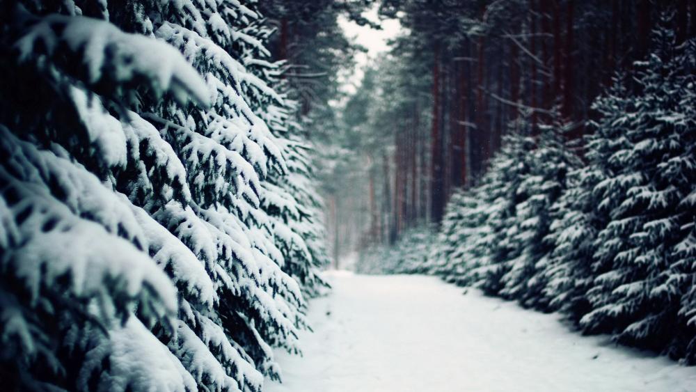 Wallpaper from nature category