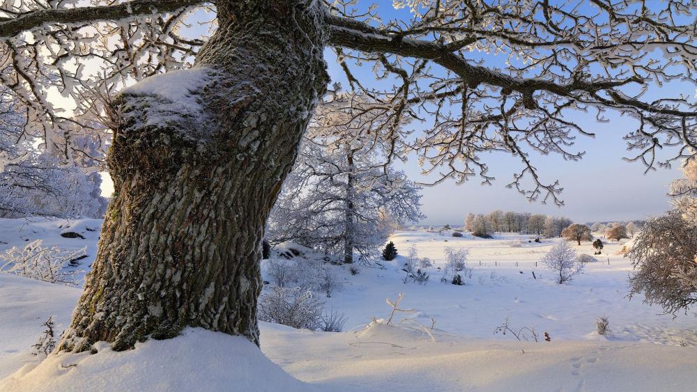 Wallpaper from nature category