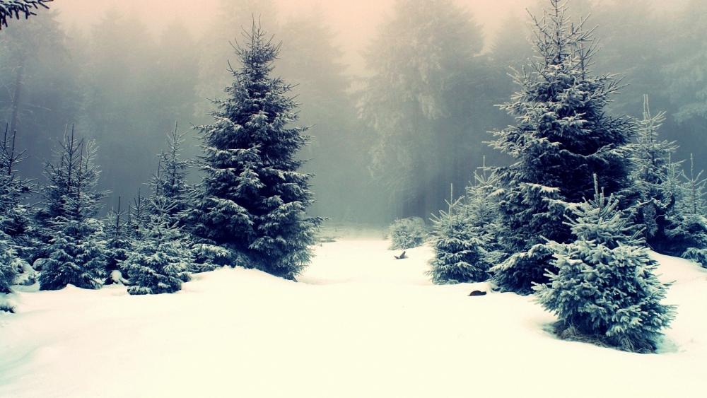 Winter Serenity in a Snowy Forest wallpaper