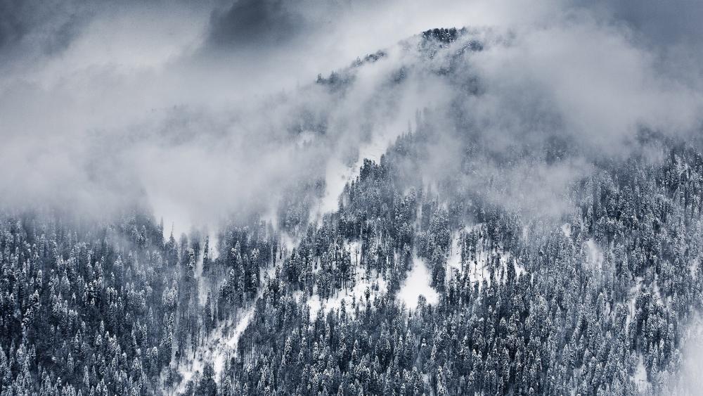 Wallpaper from nature category