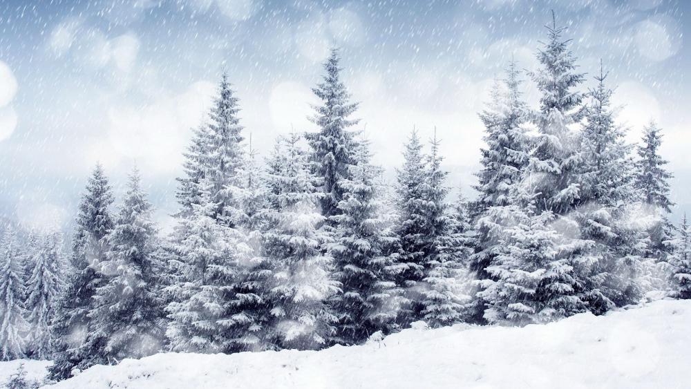 Wallpaper from nature category