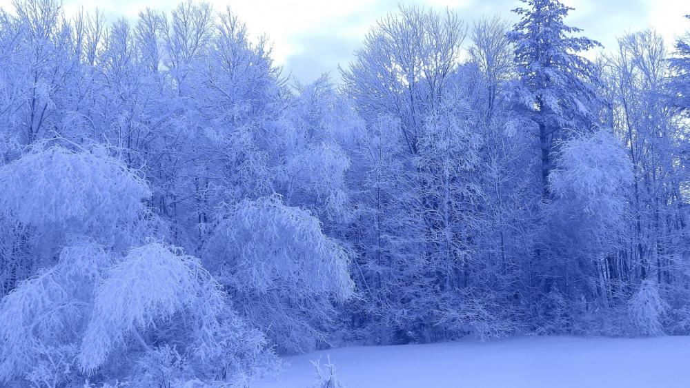 Frozen Serenity in a Winter Wonderland wallpaper