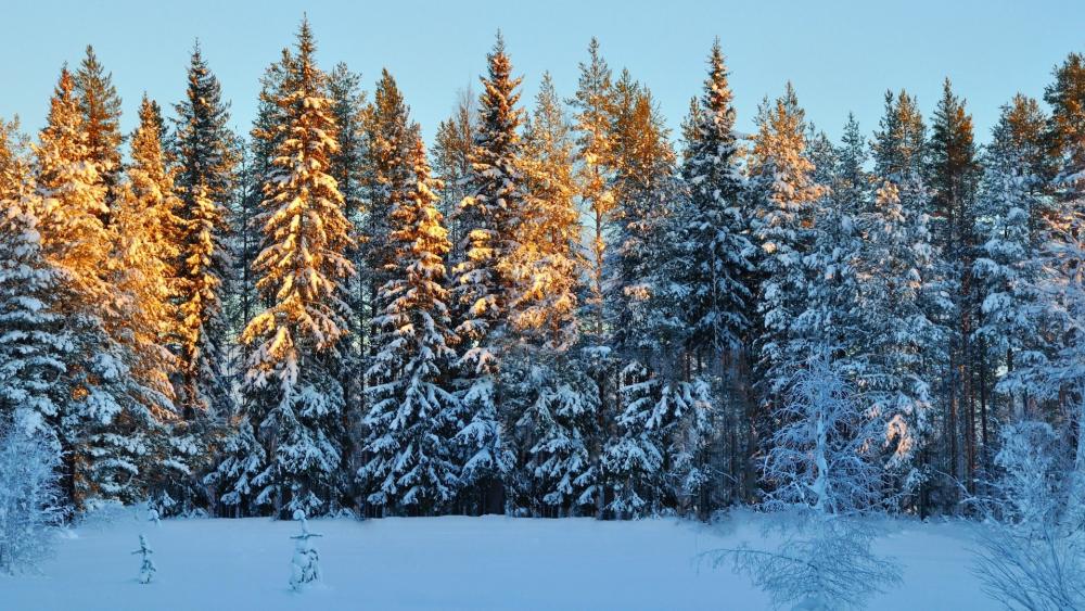 Wallpaper from nature category