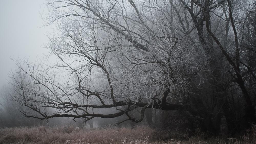Wallpaper from nature category