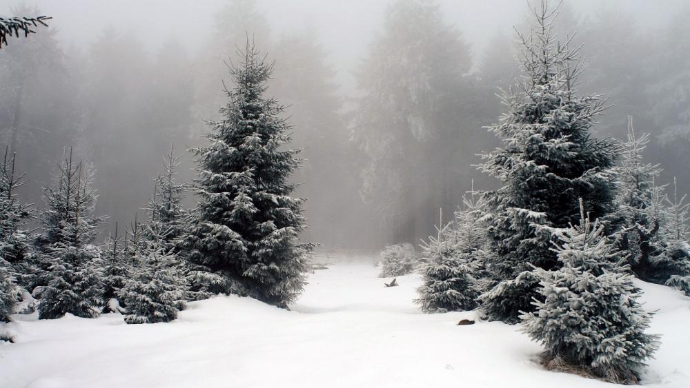 Wallpaper from nature category