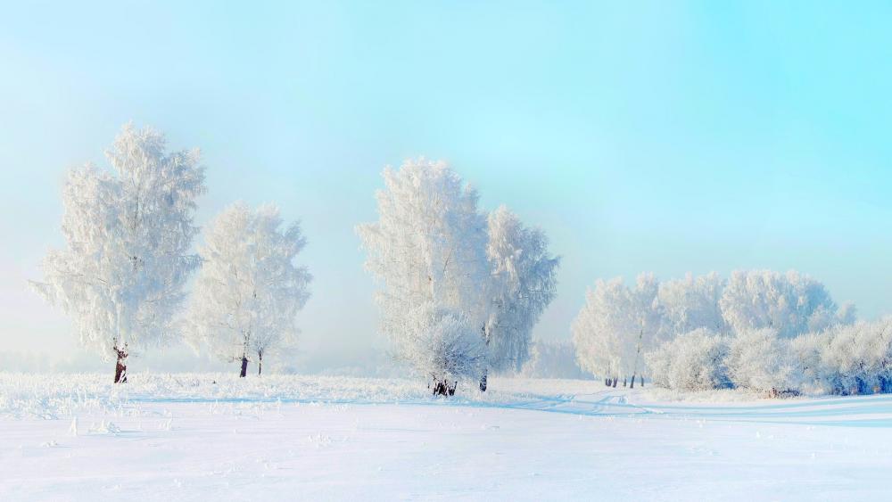 Wallpaper from nature category