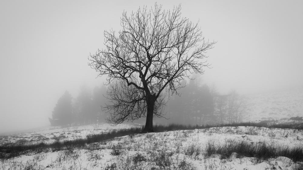 Wallpaper from nature category