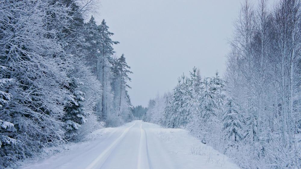 Winter Wonderland Pathway Through Snowy Trees wallpaper