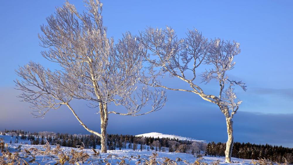 Wallpaper from nature category
