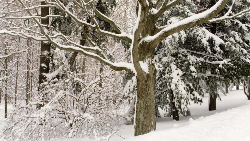 Winter Wonderland in a Snowy Forest wallpaper