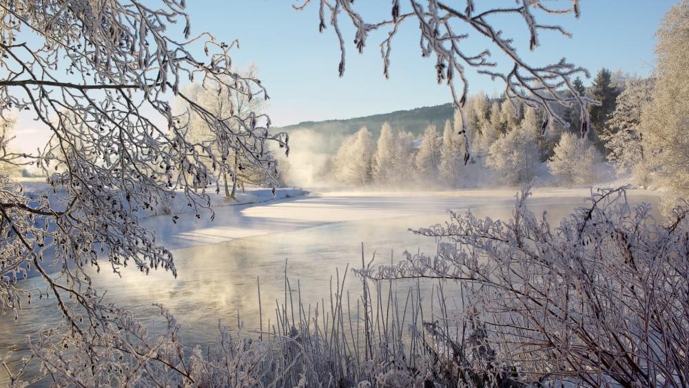 Winter Wonderland Captured in Frosted Beauty wallpaper