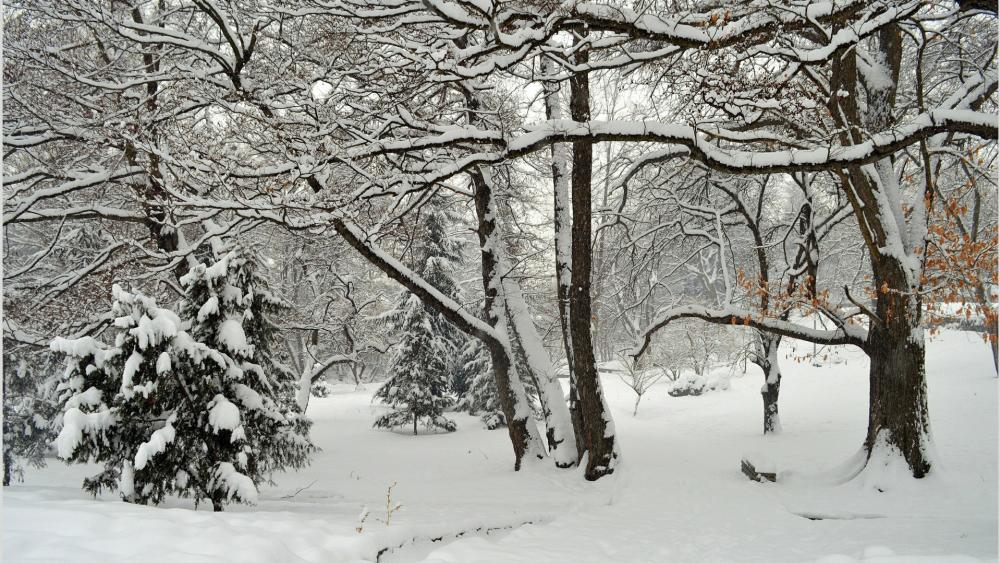Wallpaper from nature category