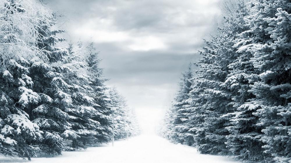Wallpaper from nature category