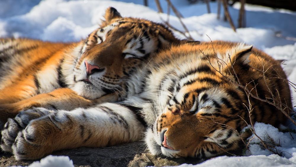 Cozy Tigers Enjoying Winter Nap wallpaper