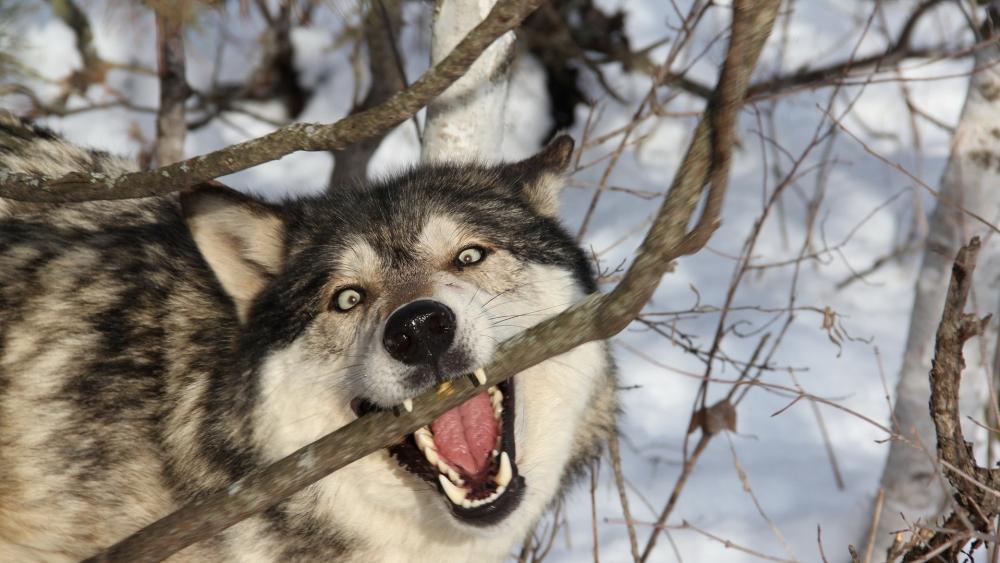 Wallpaper from animals category