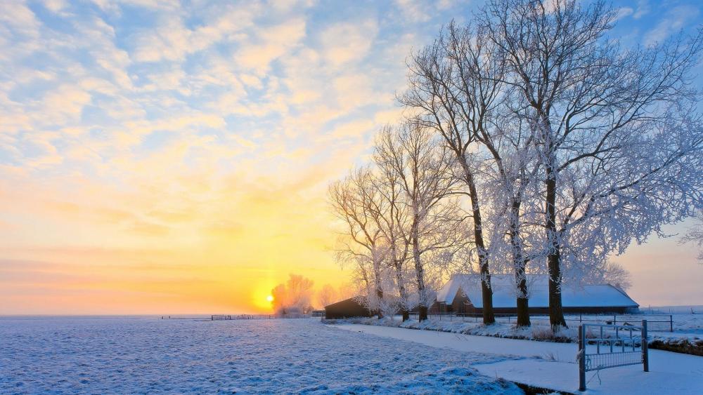 Winter Sunrise Over Frosty Fields and Trees wallpaper