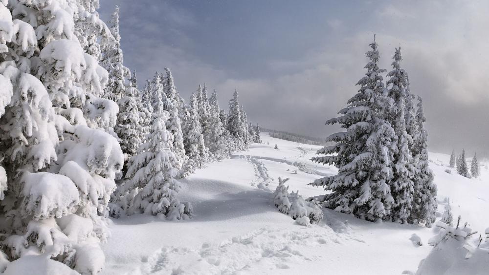 Winter Wonderland in Serene Snowy Landscape wallpaper